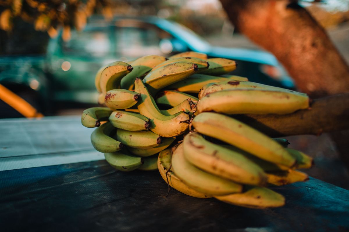 Fresh bananas — can dogs eat bananas