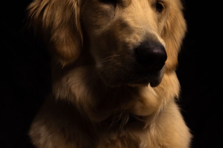 A happy, healthy dog