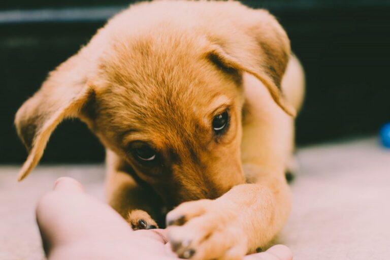 How Much Is Puppy Training? 2026 Cost Guide by Class Type