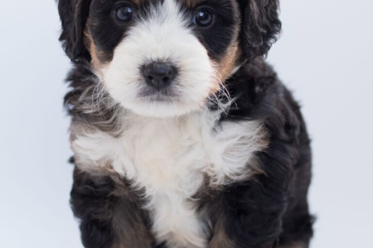 A puppy sitting attentively during training