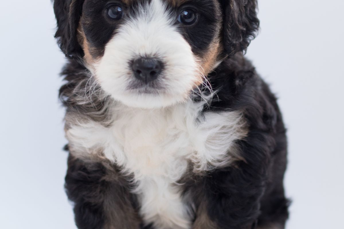 A puppy sitting attentively during training