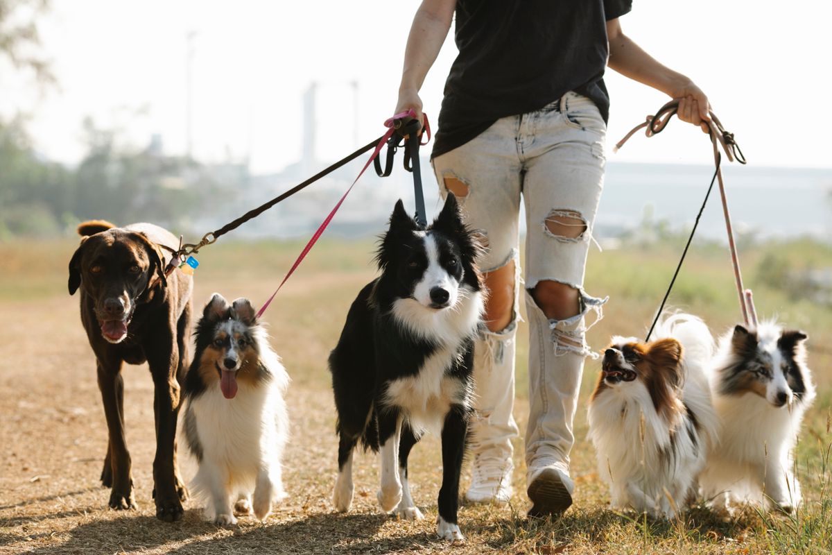 Puppy chew toys — best chew toys for puppies