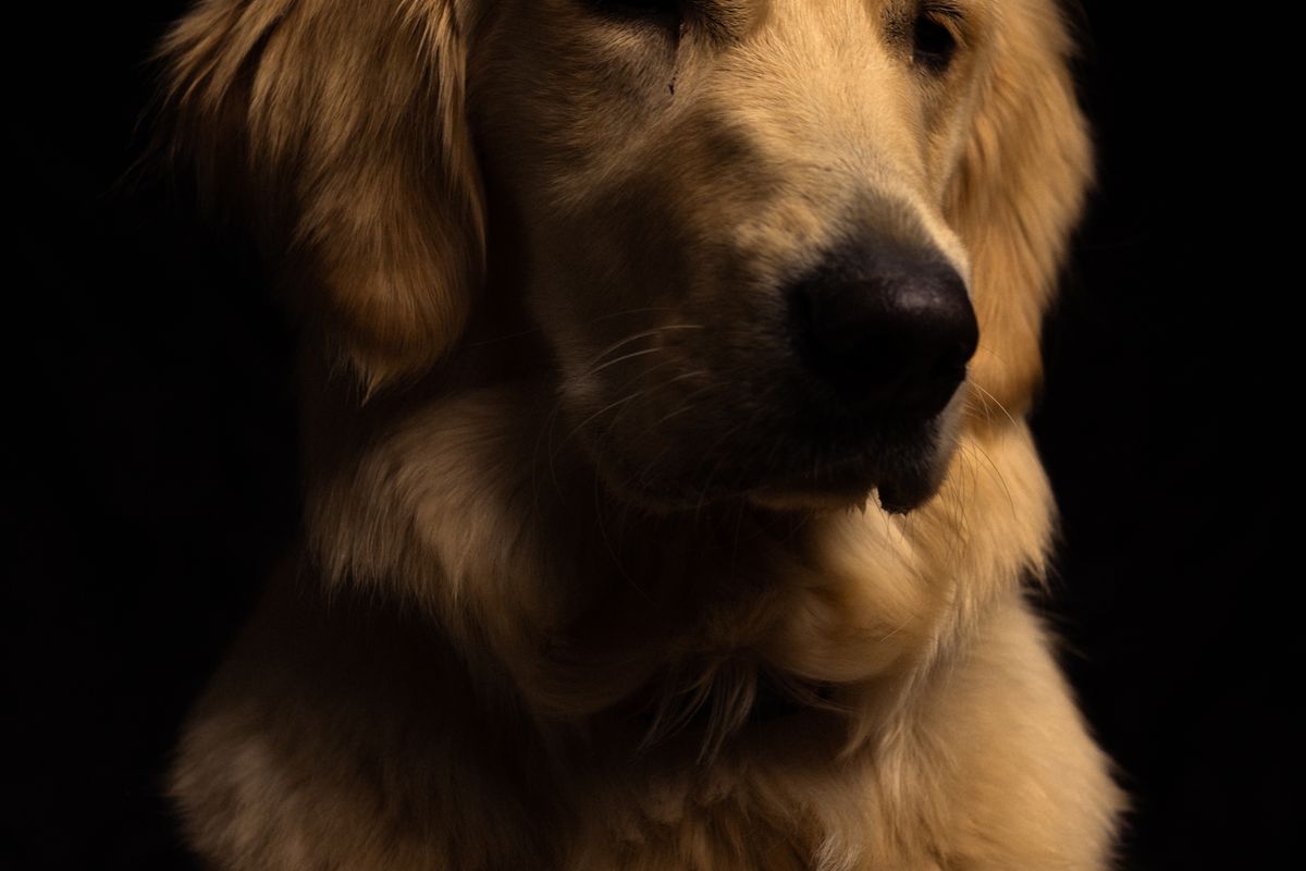 A friendly retriever — best dog breeds for first-time owners