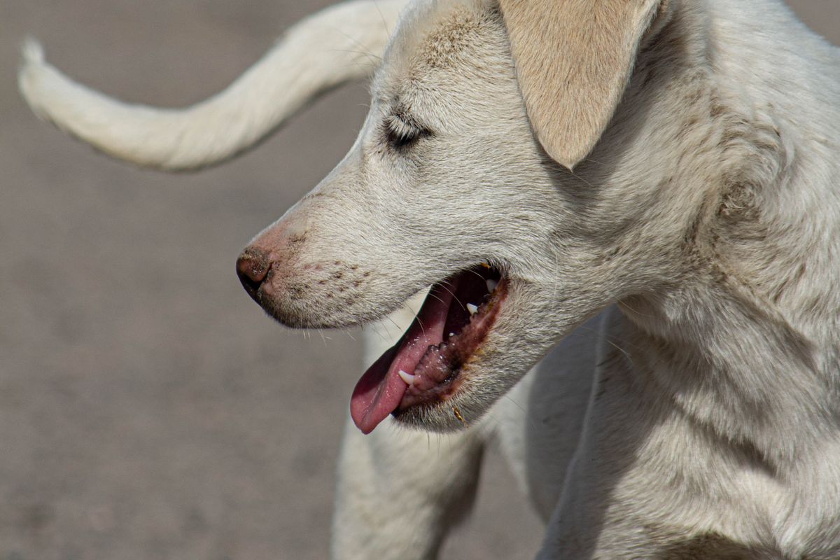 A puppy beside a bowl of food — puppy feeding chart
