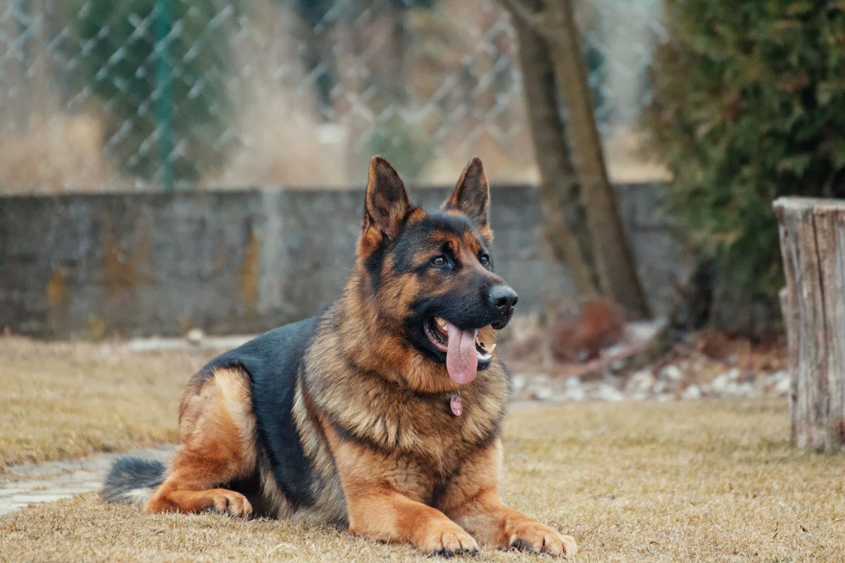 A healthy German Shepherd beside a bowl of food